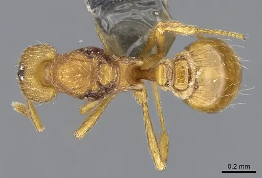 Strumigenys mitis - CASENT0734531