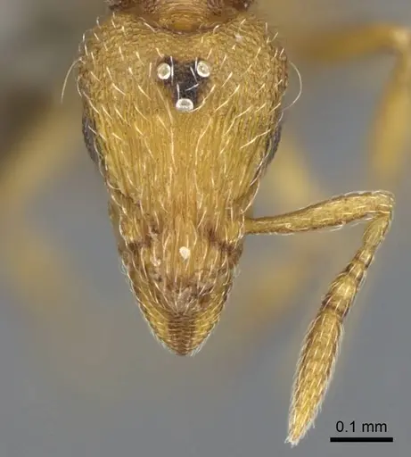 Strumigenys mitis - CASENT0734531