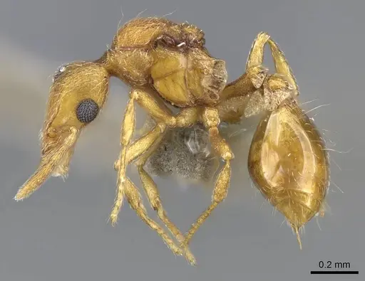 Strumigenys mitis - CASENT0734531