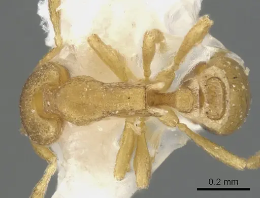 Strumigenys mitis - CASENT0900120