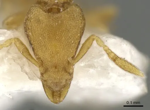 Strumigenys mitis - CASENT0900120