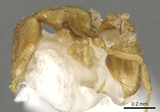 Strumigenys mitis - CASENT0900120