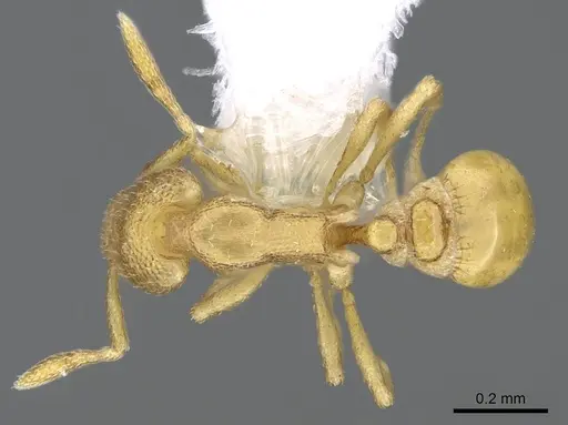 Strumigenys mitis - CASENT0914627