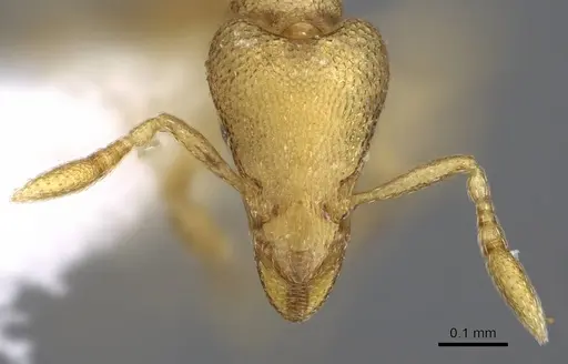 Strumigenys mitis - CASENT0914627