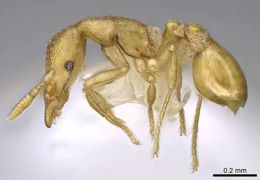 Strumigenys mitis - CASENT0914627