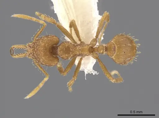 Strumigenys mixta specimen