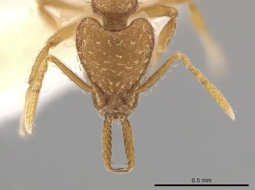 Strumigenys mixta specimen