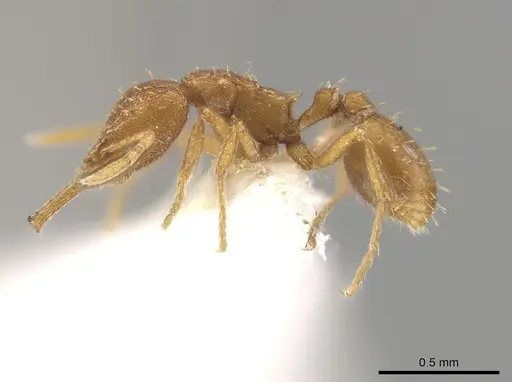 Strumigenys mixta specimen