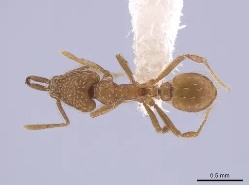 Strumigenys mixta - CASENT0653918