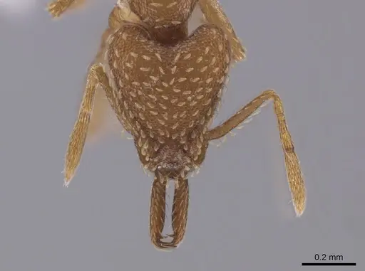 Strumigenys mixta - CASENT0653918