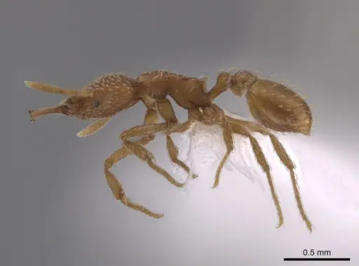 Strumigenys mixta - CASENT0653918