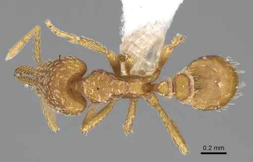 Strumigenys mixta - CASENT0799764