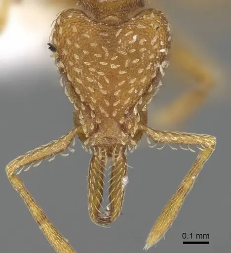 Strumigenys mixta - CASENT0799764