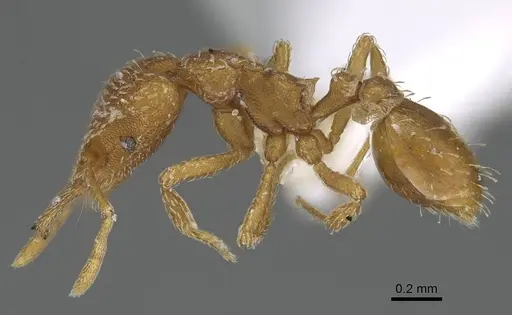 Strumigenys mixta - CASENT0799764