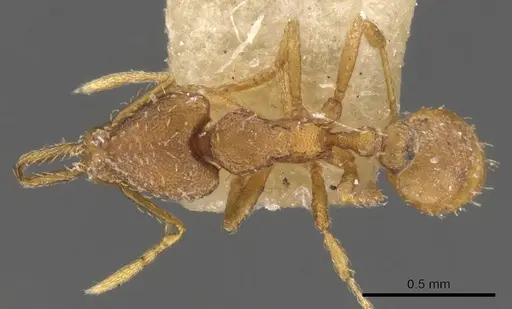 Strumigenys mixta - CASENT0900449