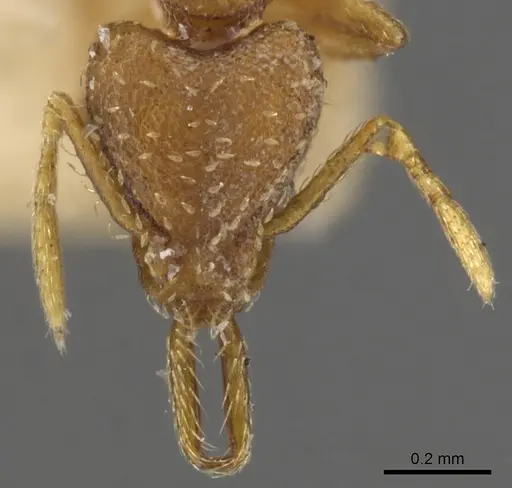 Strumigenys mixta - CASENT0900449