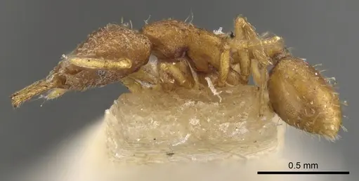 Strumigenys mixta - CASENT0900449