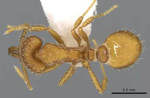 Strumigenys mixta - CASENT0914746