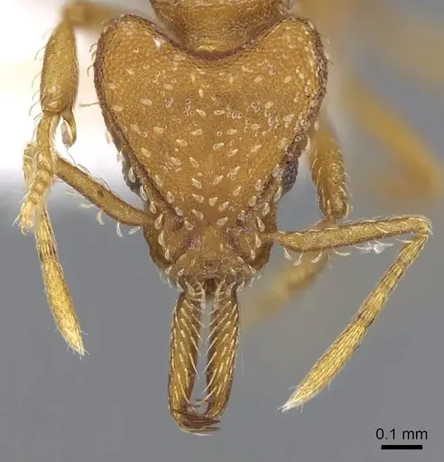 Strumigenys mixta - CASENT0914746