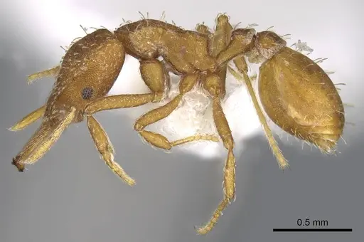 Strumigenys mixta - CASENT0914746