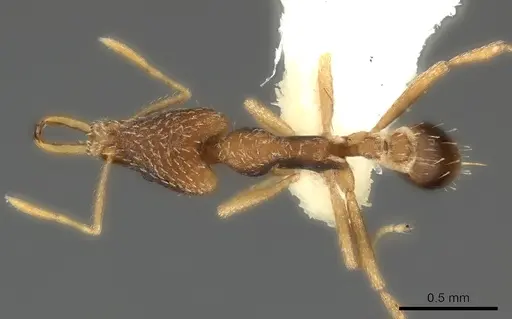 Strumigenys mjoebergi specimen