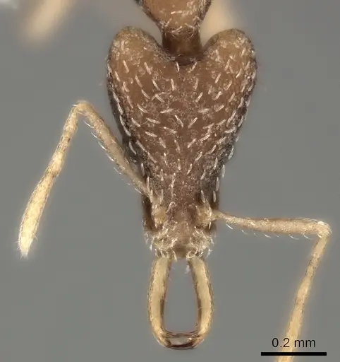 Strumigenys mjoebergi specimen