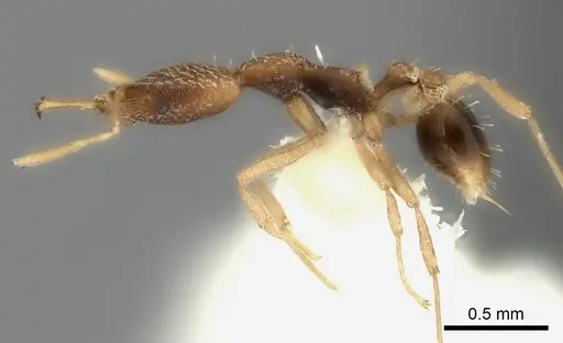 Strumigenys mjoebergi specimen