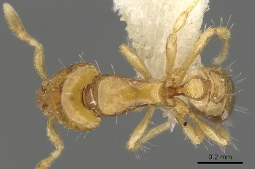 Strumigenys mnemosyne specimen