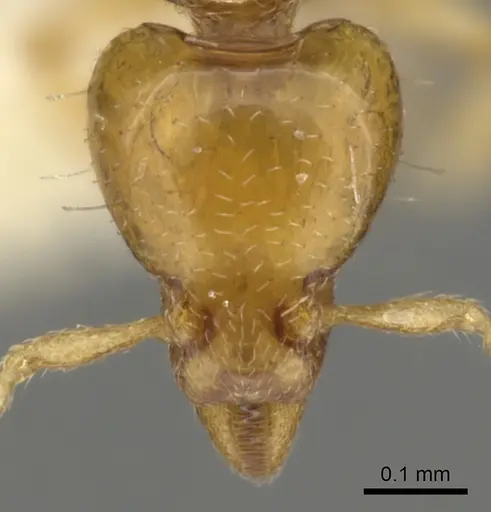 Strumigenys mnemosyne specimen