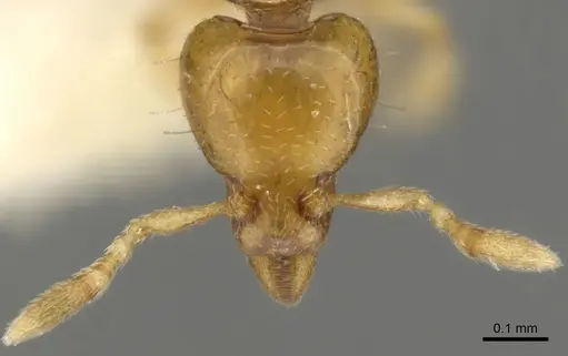 Strumigenys mnemosyne specimen