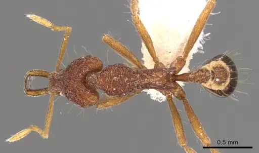 Strumigenys mododonta specimen