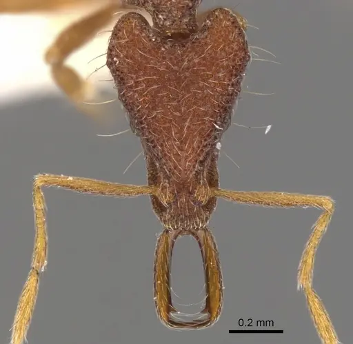 Strumigenys mododonta specimen