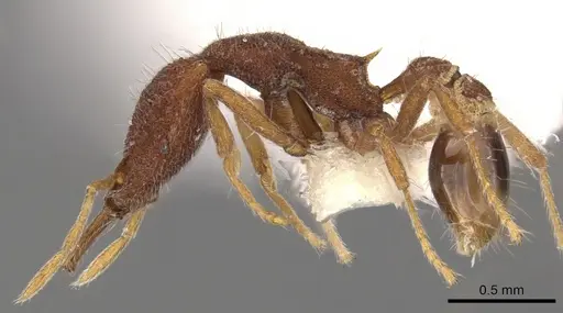 Strumigenys mododonta specimen