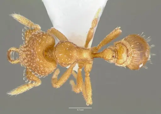 Strumigenys mola specimen