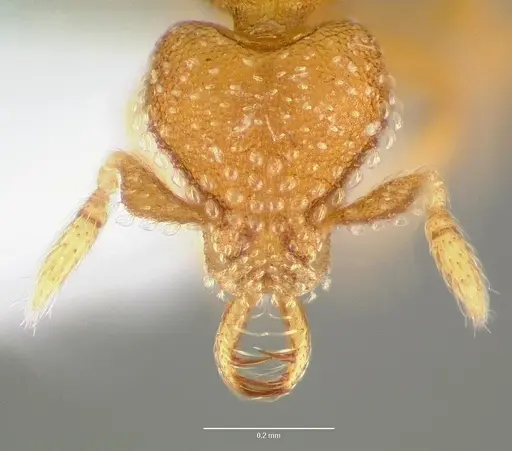 Strumigenys mola specimen