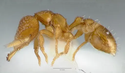 Strumigenys mola specimen