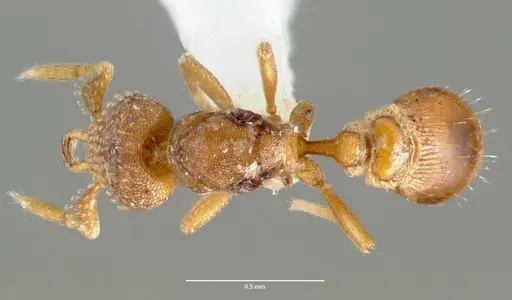 Strumigenys mola - CASENT0005606