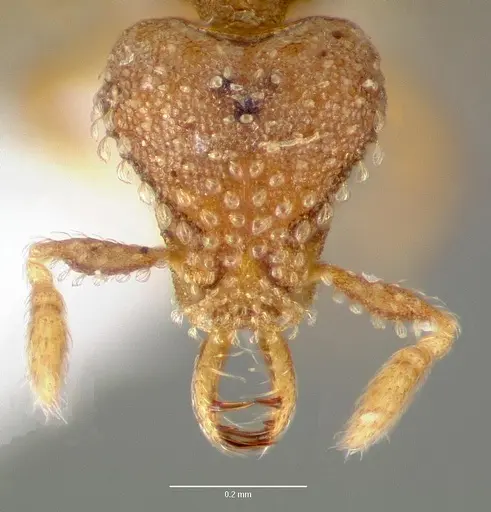 Strumigenys mola - CASENT0005606