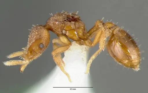 Strumigenys mola - CASENT0005606