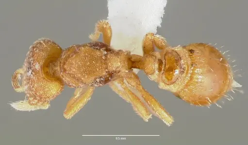 Strumigenys mola - CASENT0005607