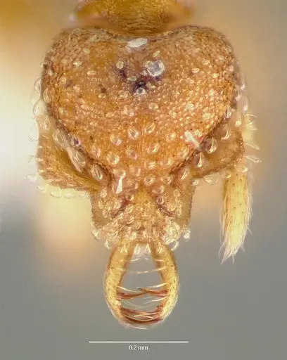 Strumigenys mola - CASENT0005607