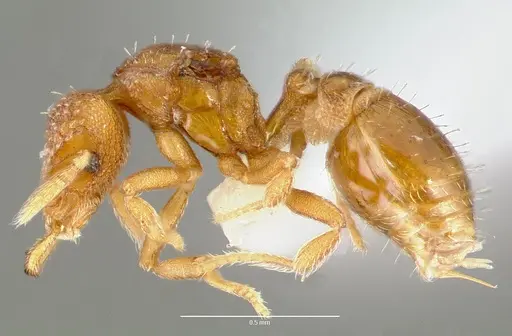 Strumigenys mola - CASENT0005607