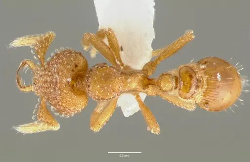 Strumigenys mola - CASENT0005608