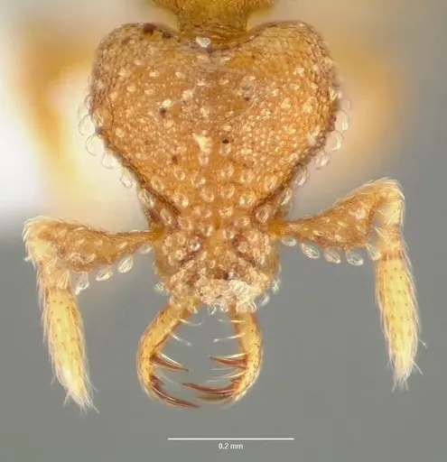 Strumigenys mola - CASENT0005608