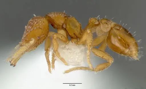 Strumigenys mola - CASENT0005608