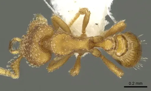 Strumigenys mola - CASENT0900685