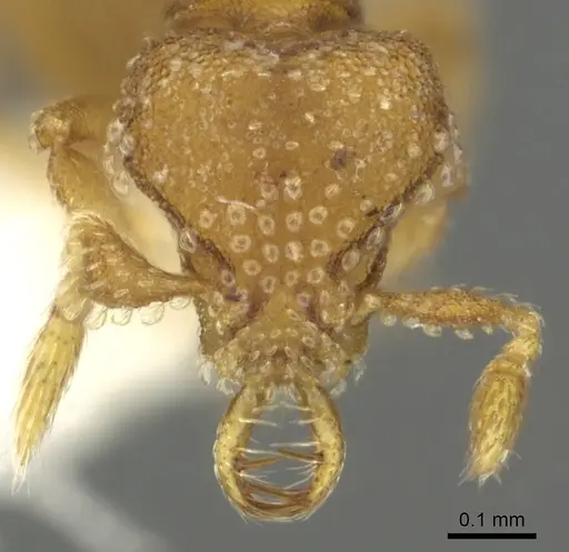 Strumigenys mola - CASENT0900685