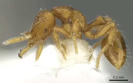 Strumigenys mola - CASENT0900685