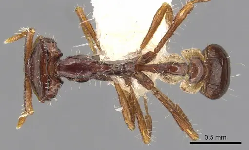 Strumigenys moloch specimen