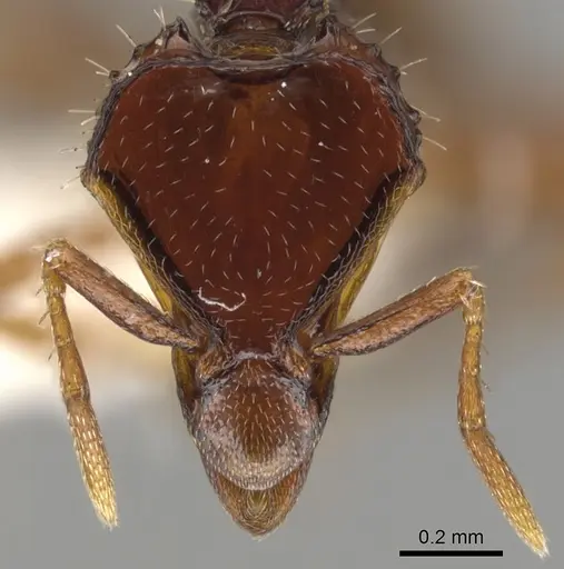 Strumigenys moloch specimen